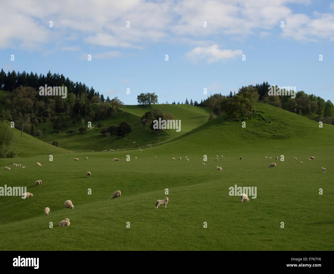 Il pascolo ovino, area Taihape, Rangitekei, Isola del nord, Nuova Zelanda. Verdi colline, tasche del resto bosco nelle pieghe Foto Stock