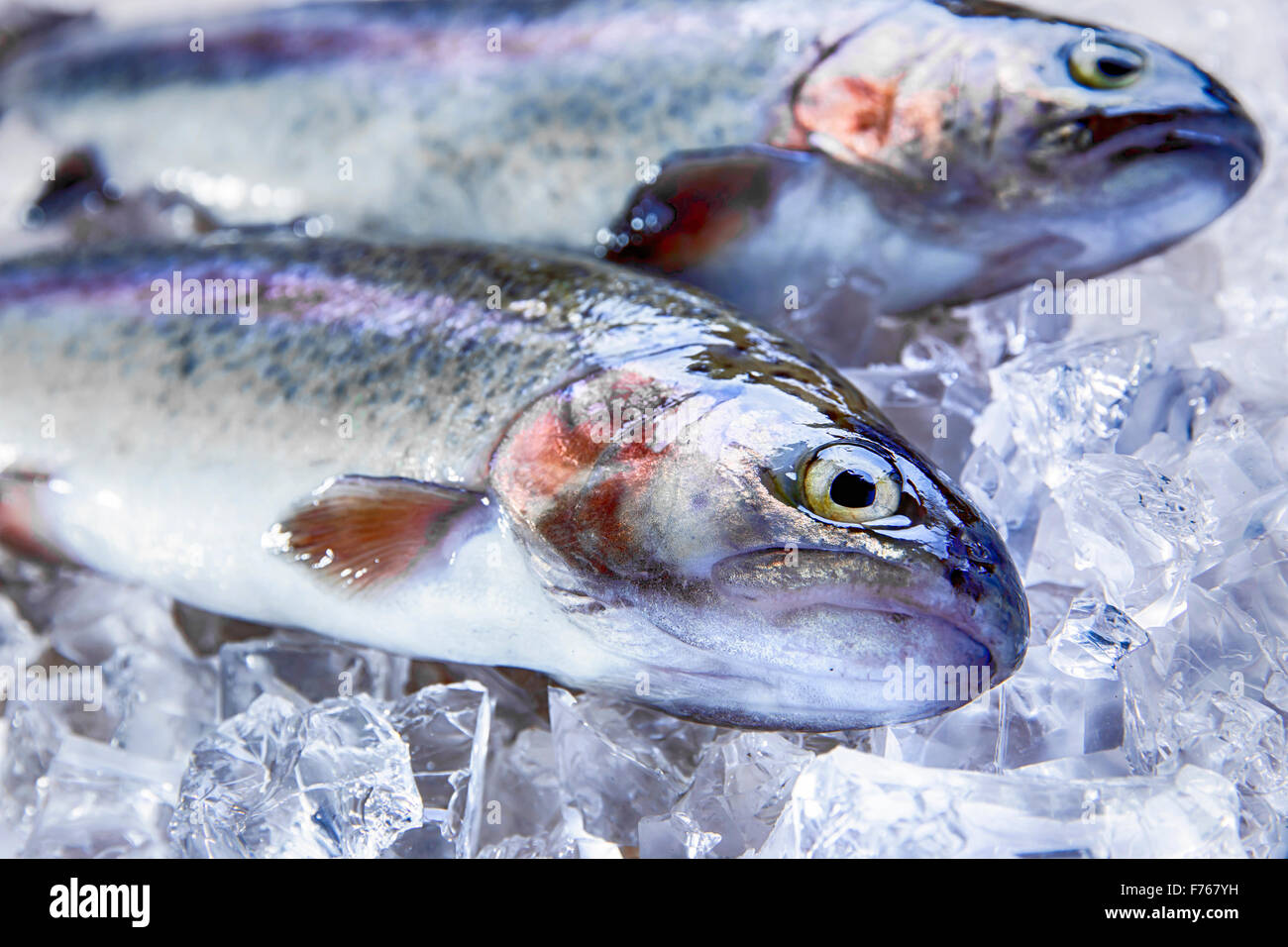 Tutto il pesce fresco trota su ghiaccio Foto Stock