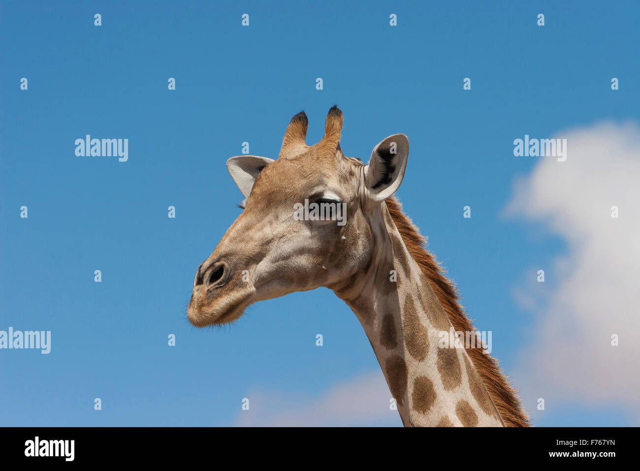 Ritratto di una donna giraffa con il blu del cielo in background nel Kgalagadi Parco transfrontaliero Foto Stock