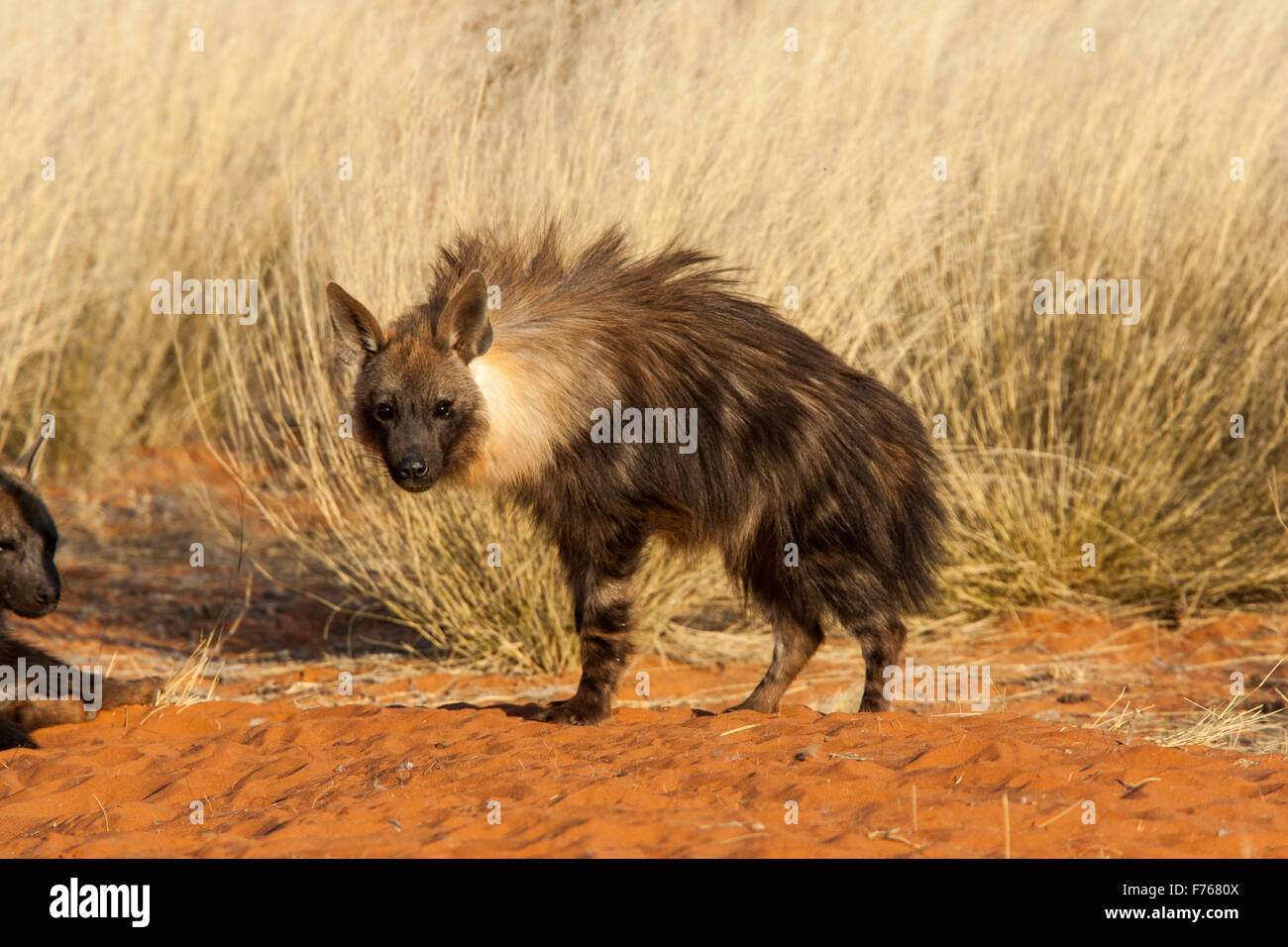 Brown hyaena subadults nel Kgalagadi Parco transfrontaliero Foto Stock
