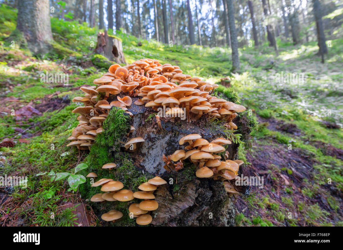 Un sacco di miele agarics su un moncone nella foresta Foto Stock