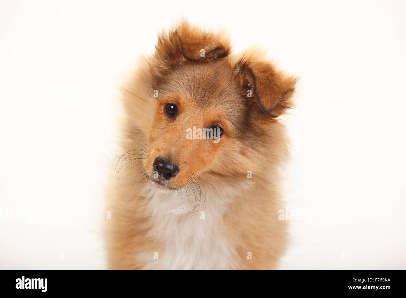 Sheltie, cucciolo, sable-bianco, 3 mesi|Sheltie, Welpe, sable-bianco, 3 Monate Foto Stock