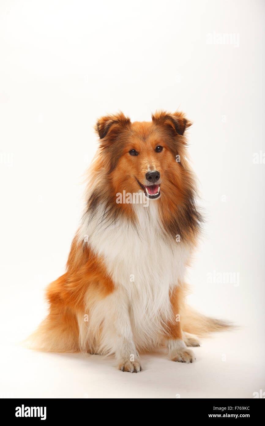 Sheltie, sable-white|Sheltie, Ruede, sable-bianco Foto Stock