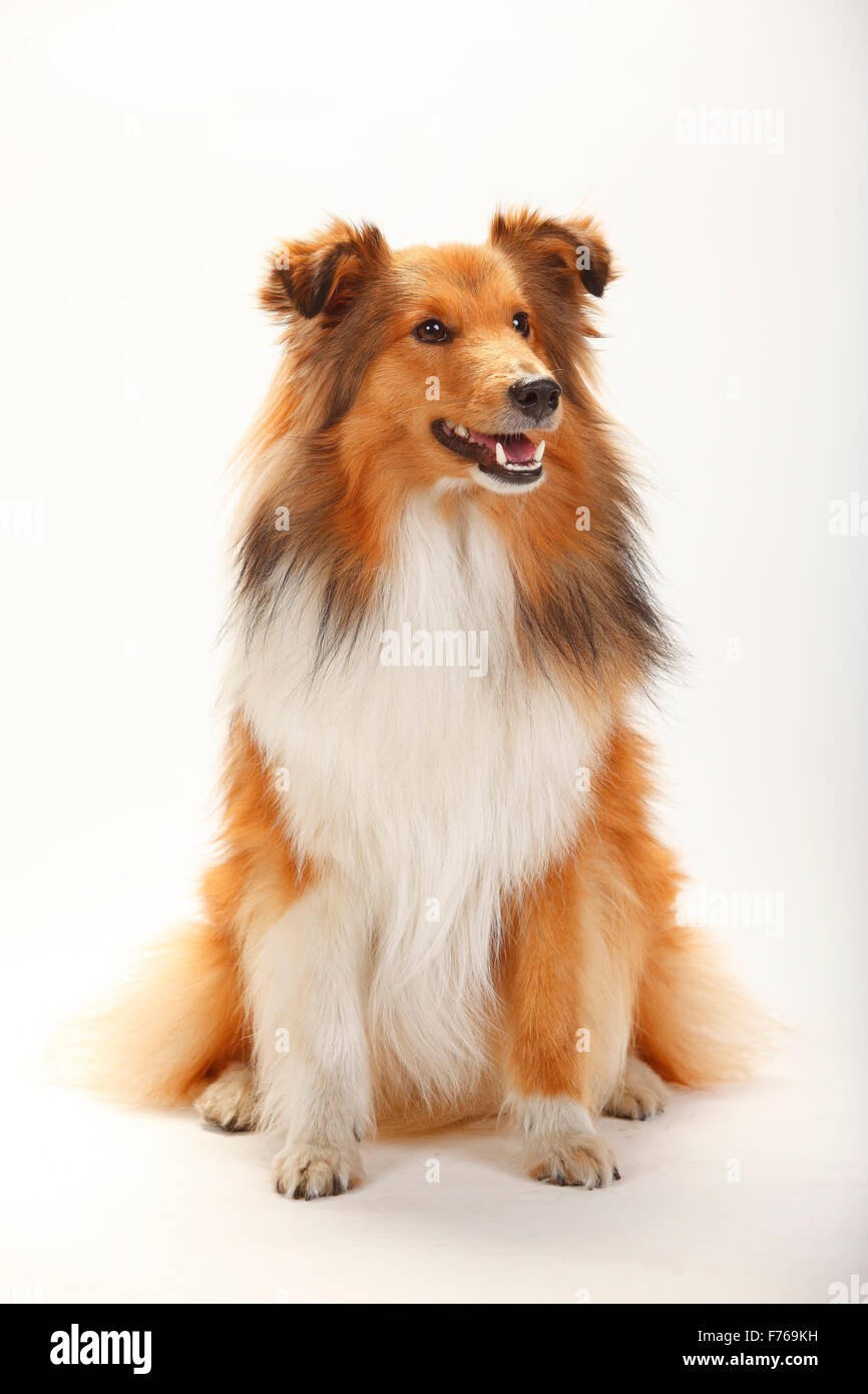 Sheltie, sable-white|Sheltie, Ruede, sable-bianco Foto Stock