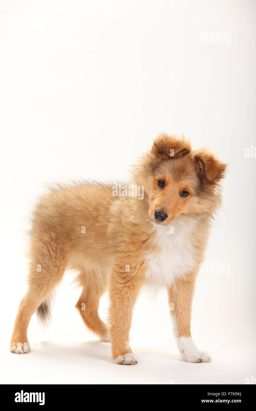 Sheltie, cucciolo, sable-bianco, 3 mesi|Sheltie, Welpe, sable-bianco, 3 Monate Foto Stock