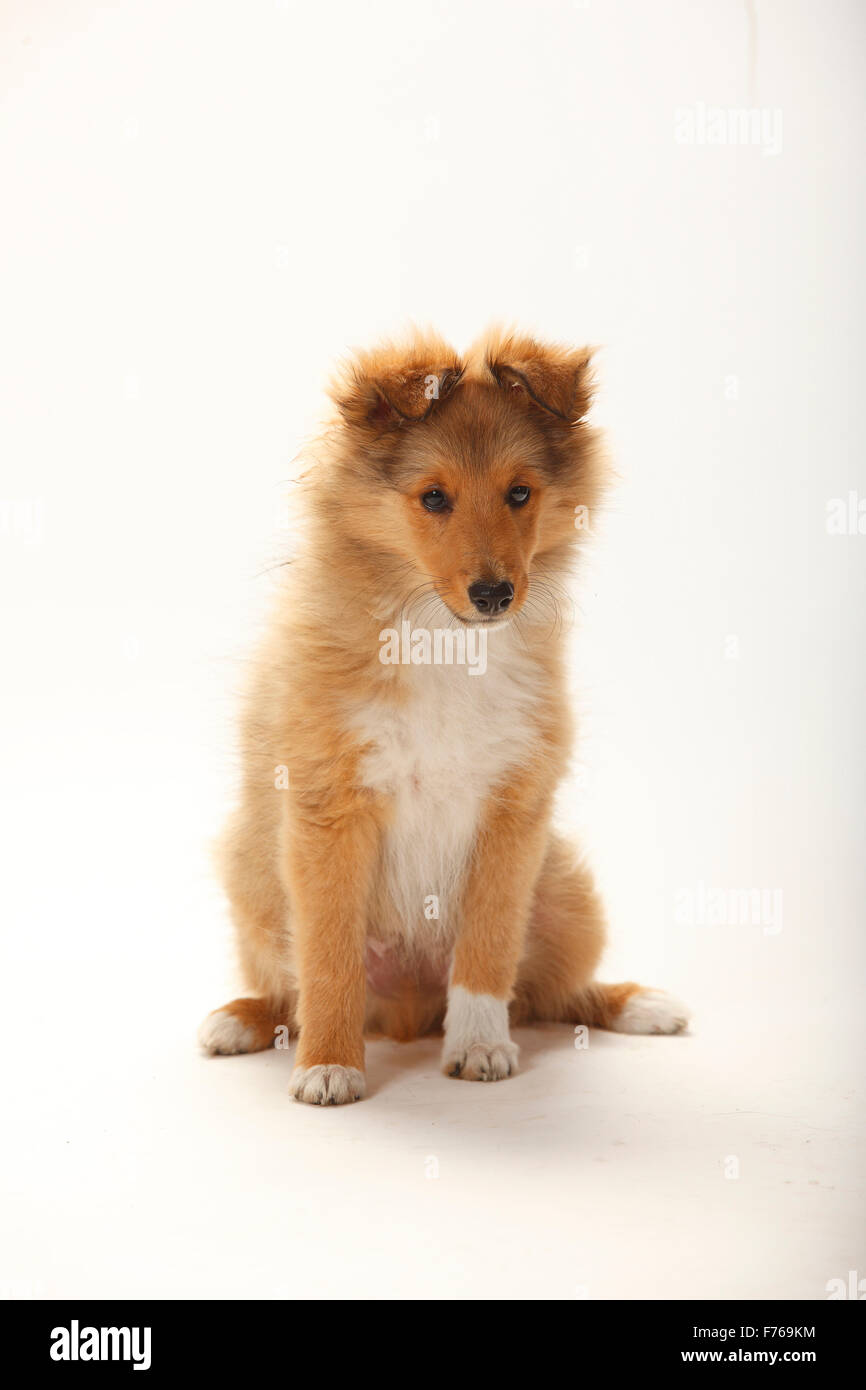 Sheltie, cucciolo, sable-bianco, 3 mesi|Sheltie, Welpe, sable-bianco, 3 Monate Foto Stock