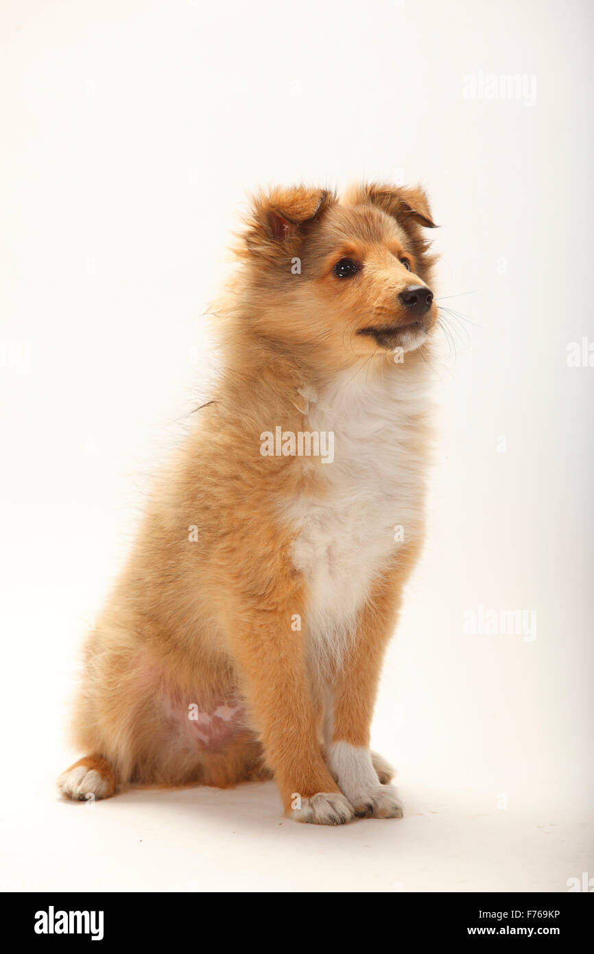 Sheltie, cucciolo, sable-bianco, 3 mesi|Sheltie, Welpe, sable-bianco, 3 Monate Foto Stock