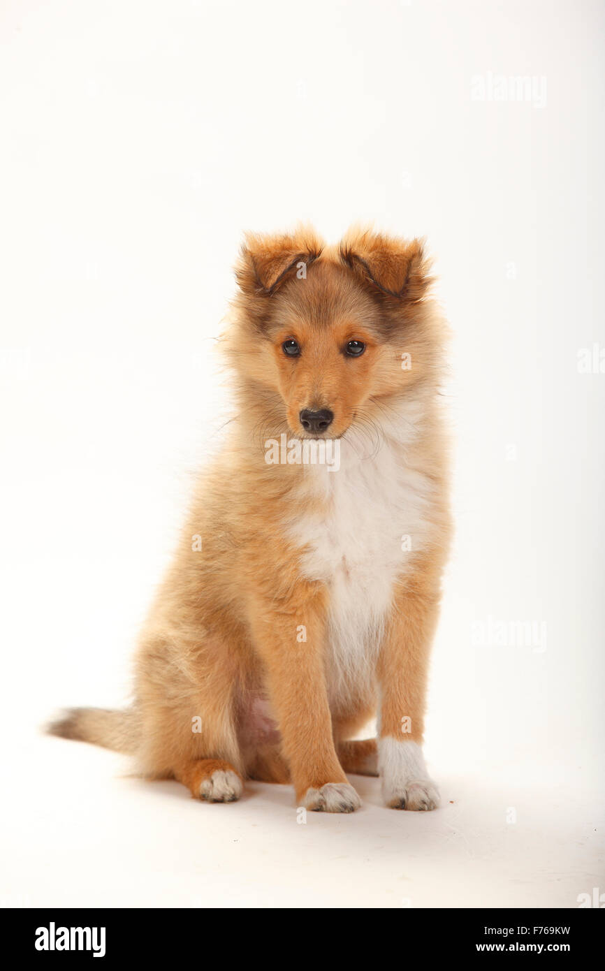 Sheltie, cucciolo, sable-bianco, 3 mesi|Sheltie, Welpe, sable-bianco, 3 Monate Foto Stock