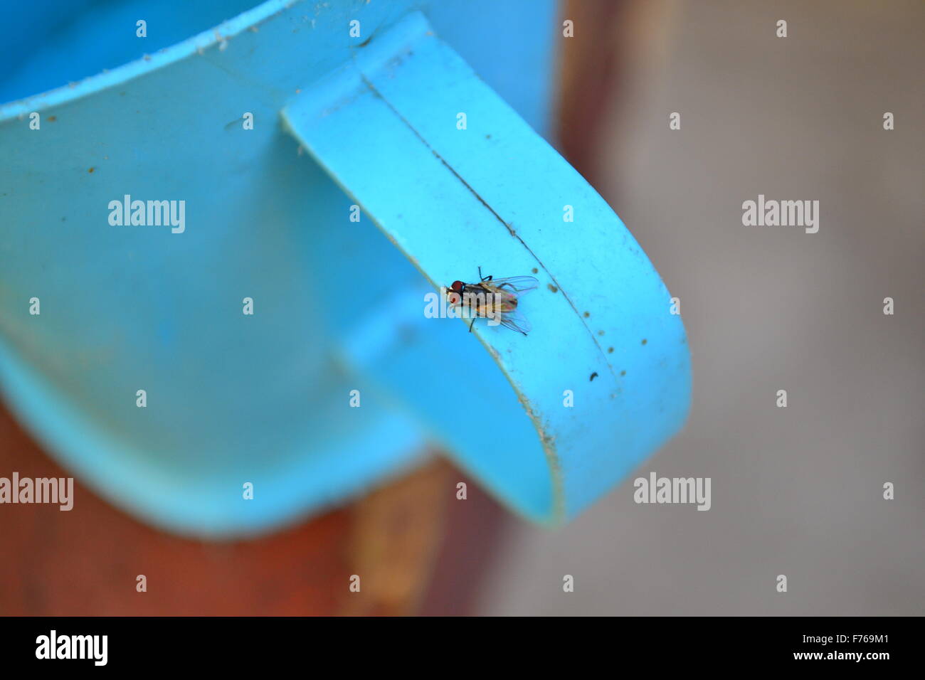 Housefly su un bicchiere di plastica maniglia Foto Stock