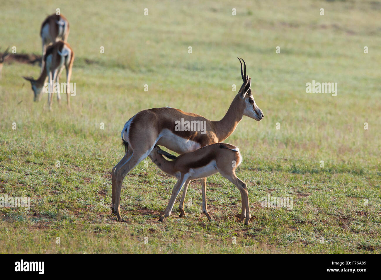 Springbok agnello lattante da sua madre nel Kgalagadi Parco transfrontaliero Foto Stock