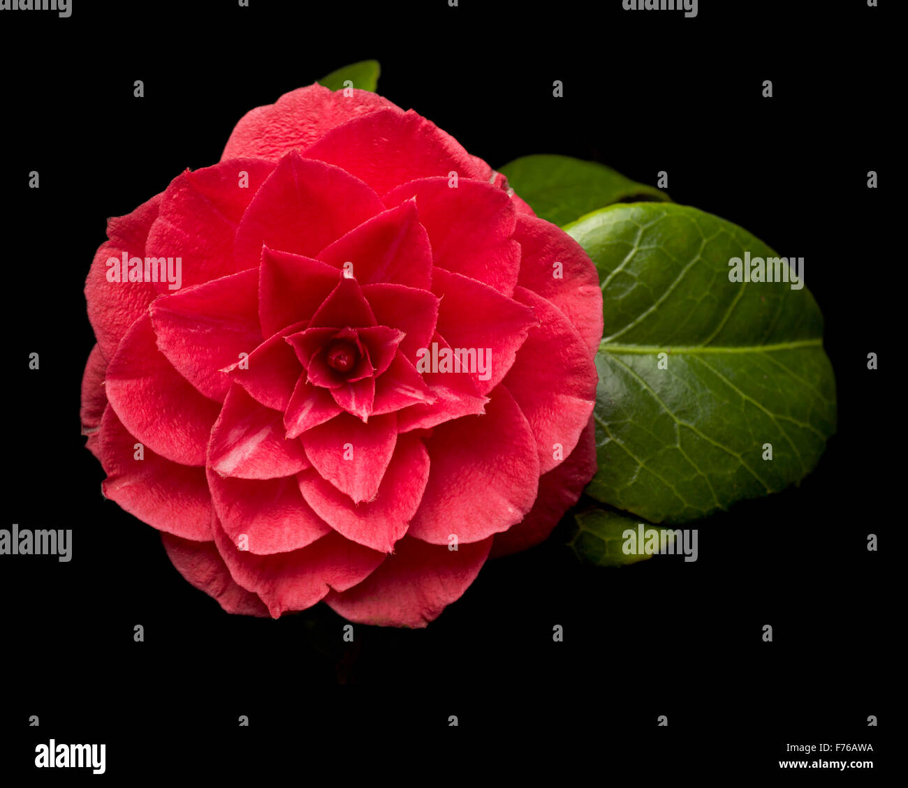 Camellia japonica Flower su sfondo nero Foto Stock