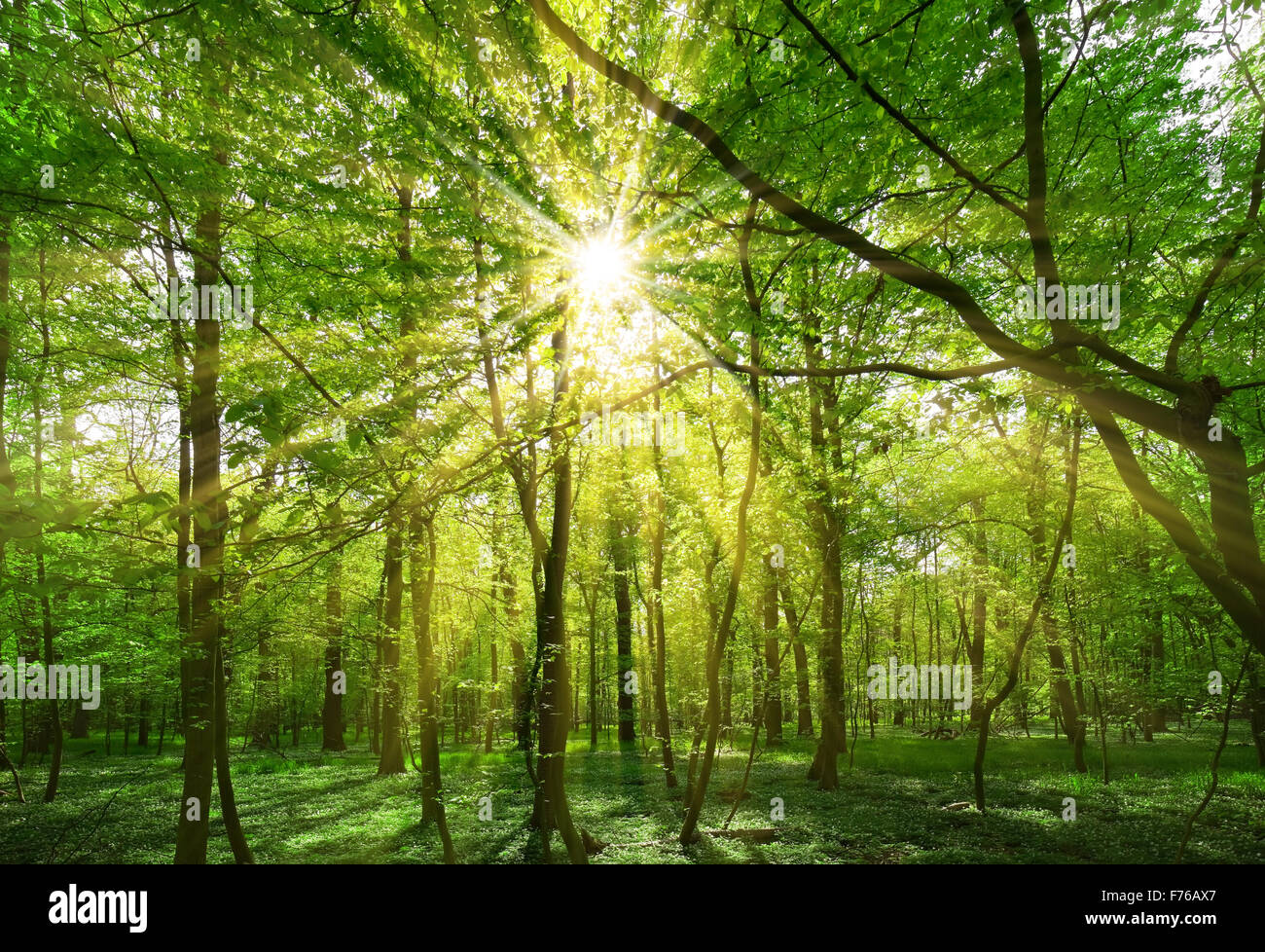 Sole di primavera che brilla attraverso i rami di alberi Foto Stock