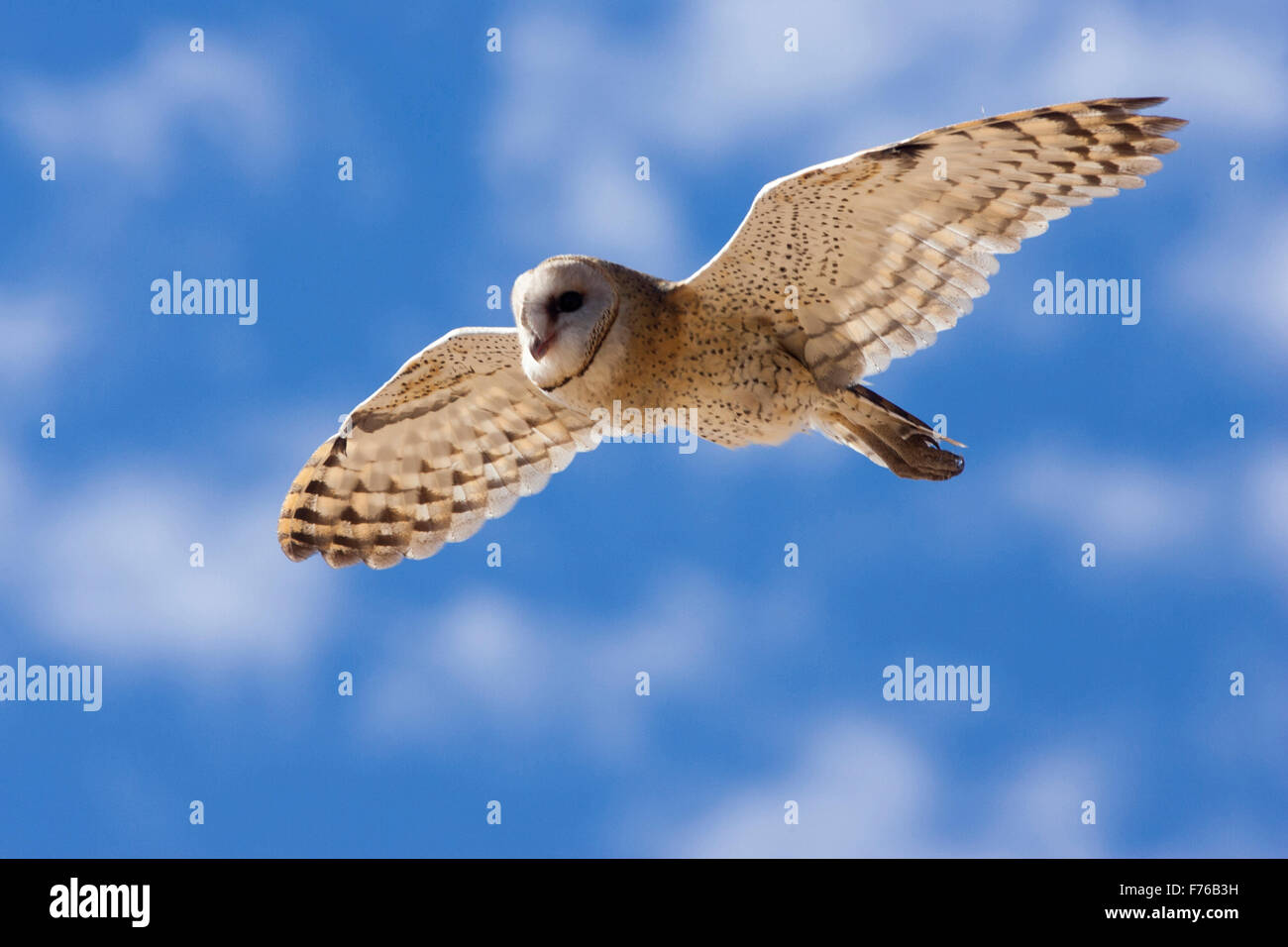 Il barbagianni in volo durante il giorno nel Kgalagadi Parco transfrontaliero Foto Stock