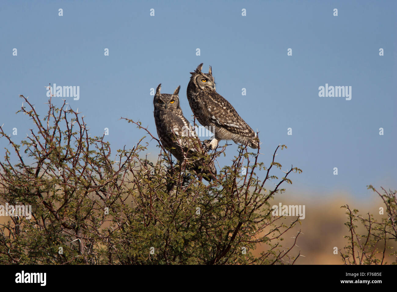 Due macchiato il gufo reale appollaiato in un albero durante le ore di luce diurna nel Kgalagadi Parco transfrontaliero Foto Stock