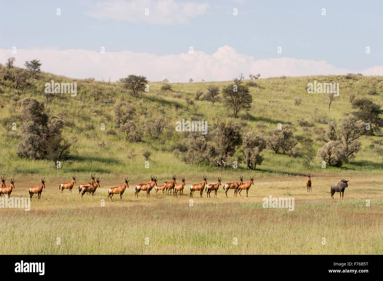 Red Hartebeest e un gnu tutti in piedi rivolto verso la stessa direzione e guardare qualcosa nel Kgalagadi Par transfrontaliera Foto Stock