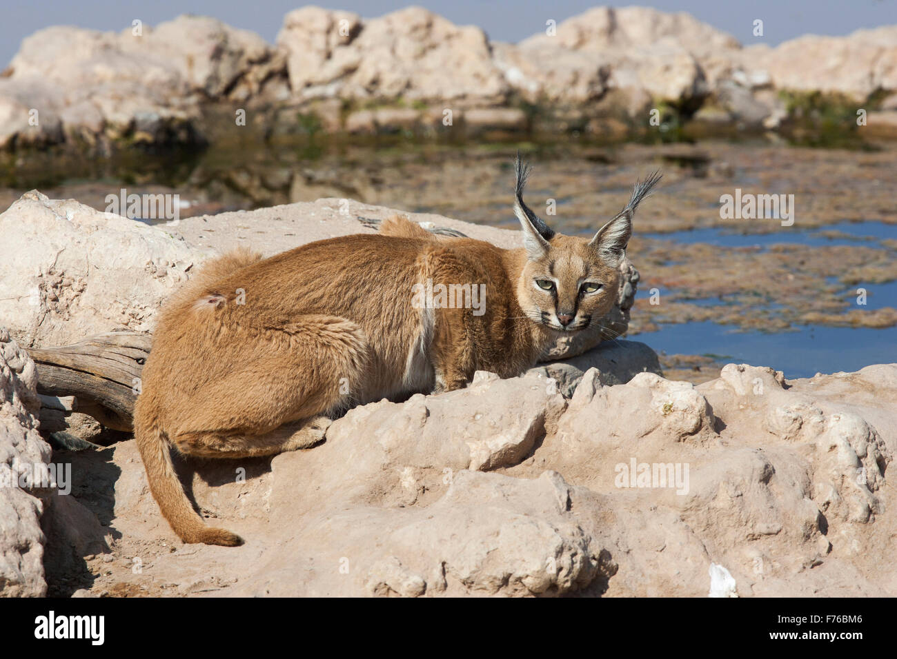 Caracal in corrispondenza di un foro di acqua nel Kgalagadi Parco transfrontaliero Foto Stock