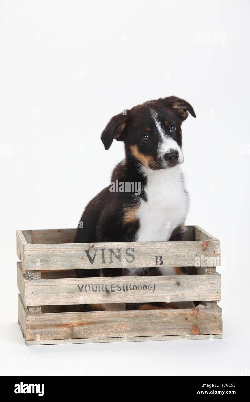 Border Collie, cucciolo, dieci settimane|Border Collie, Welpe, 10 Wochen Foto Stock