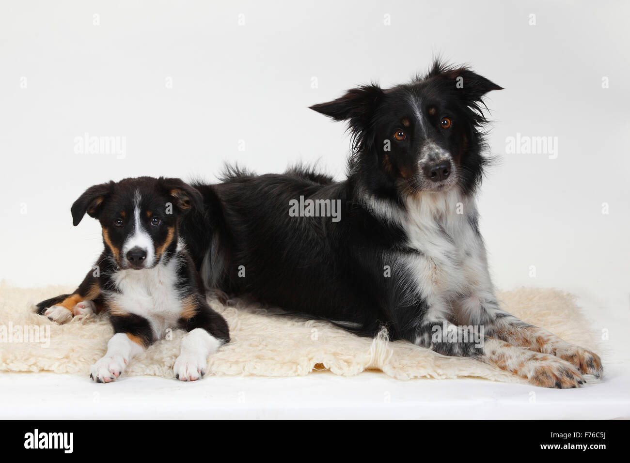 Border Collies, cagna con cucciolo, dieci settimane|Border Collie, Huendin mit Welpe, 10 Wochen Foto Stock