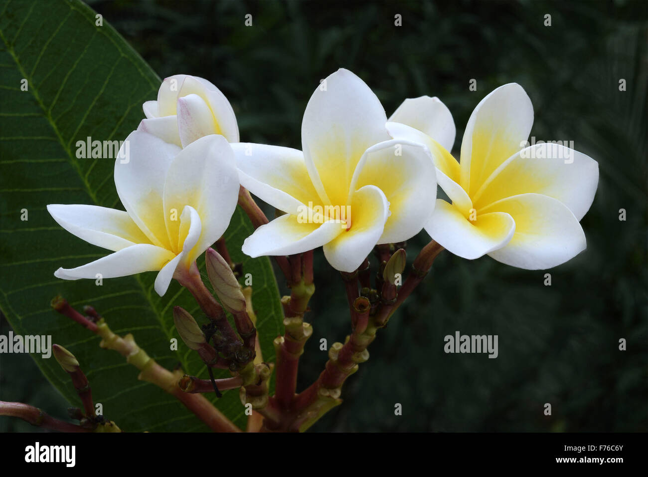 Plumeria rubra flower, nosegay, frangipani, champa flower, trivandrum, kerala, india, asia Foto Stock