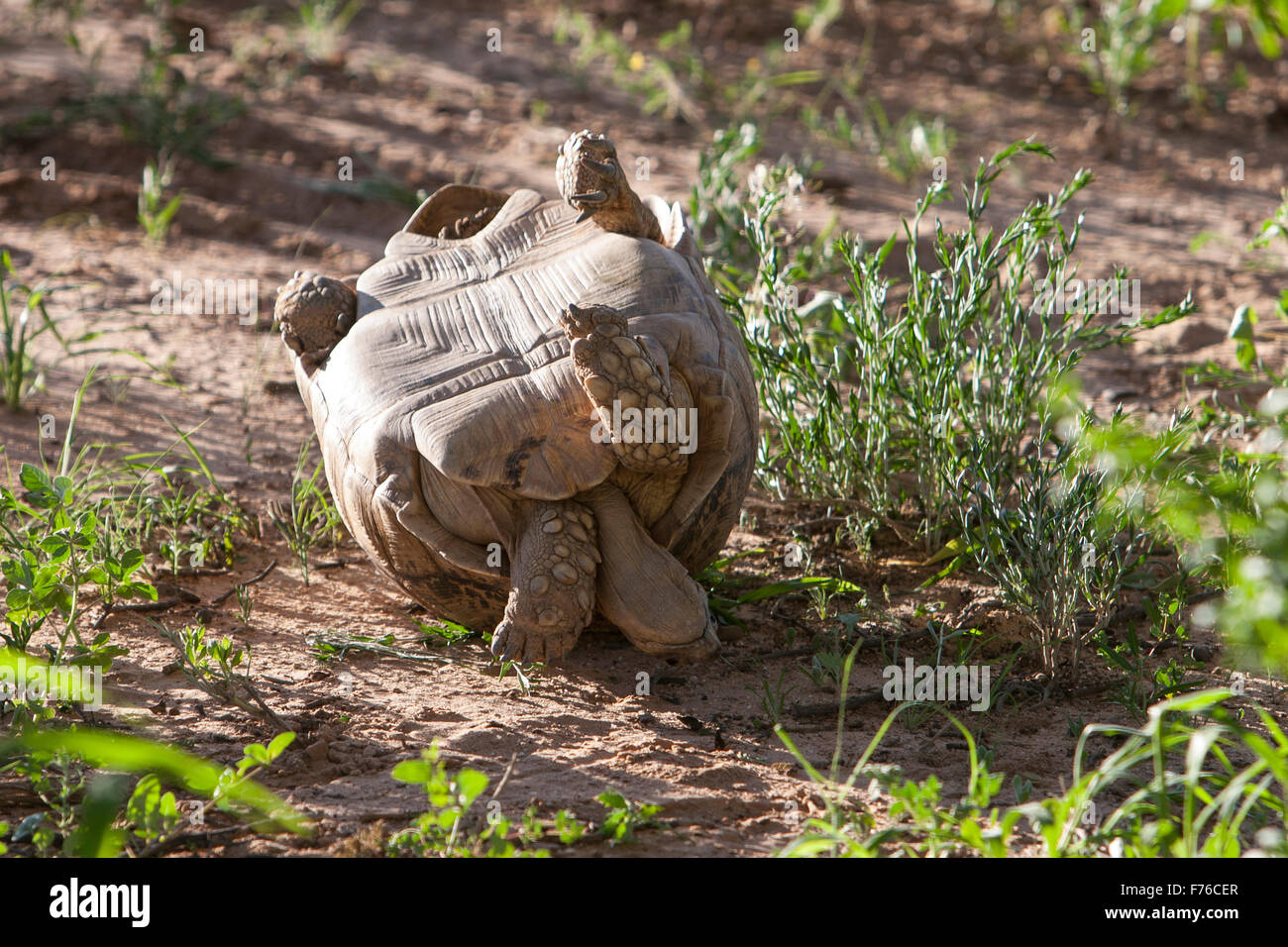 Un capovolto leopard in tartaruga il kgalagadi Parco transfrontaliero Foto Stock