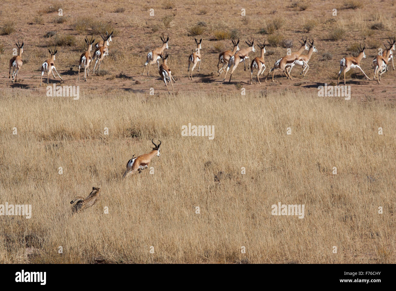 Vista in elevazione di un ghepardo rincorrere una mandria di springbok nel Kgalagadi Parco transfrontaliero Foto Stock