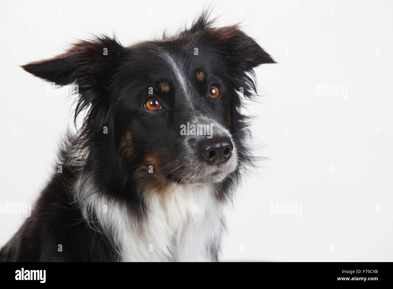 Border Collie, cagna, 4 1/2 anni|Border Collie, Huendin, 4 1/2 Jahre Foto Stock