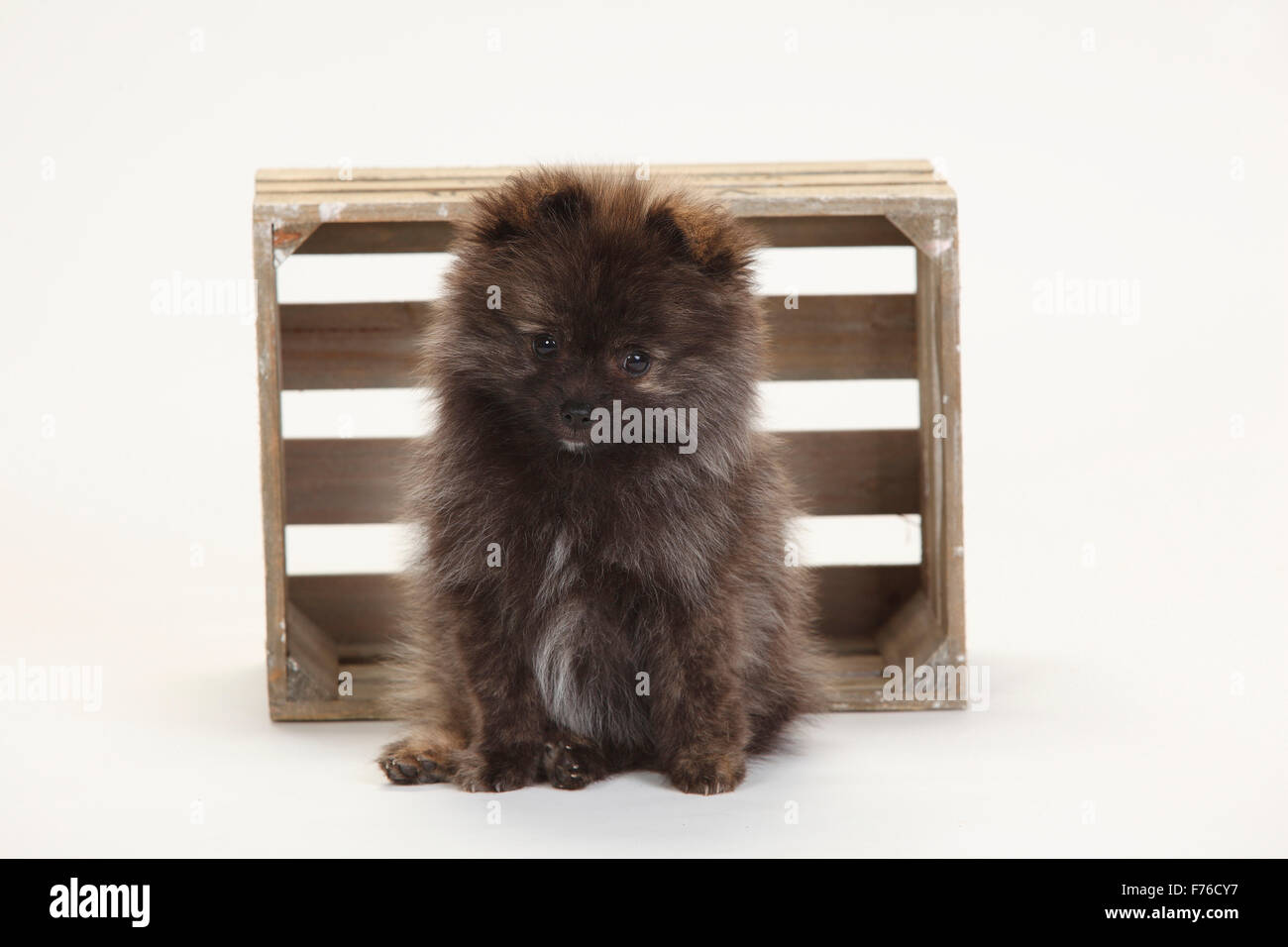 Miniatura Spitz tedesco, cucciolo, 12 settimane|Kleinspitz, Welpe, 12 Wochen Foto Stock