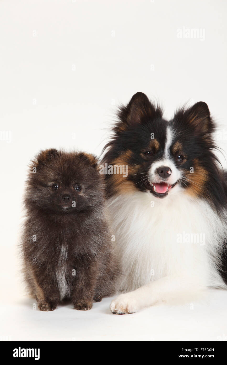 Razza cane (Spitz croce) e Miniatura Spitz tedesco, cucciolo, 12 settimane|Mischlingshund (Kleinspitzmischling) und Kleinspitz, W Foto Stock