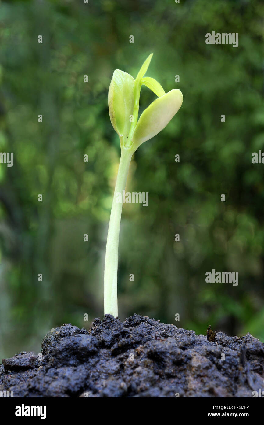 Oleandro pianta di semina, trivandrum, kerala, india, asia Foto Stock