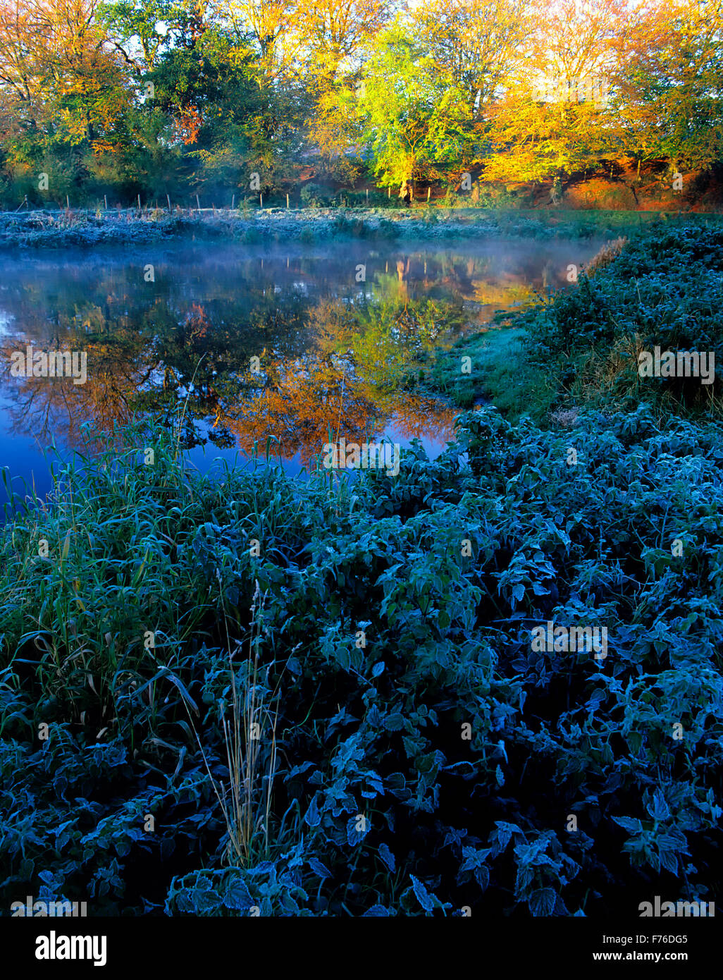 Il gelo e foglie di autunno, fiume Lagan, Minnowburn, Co. Down, Irlanda del Nord Foto Stock