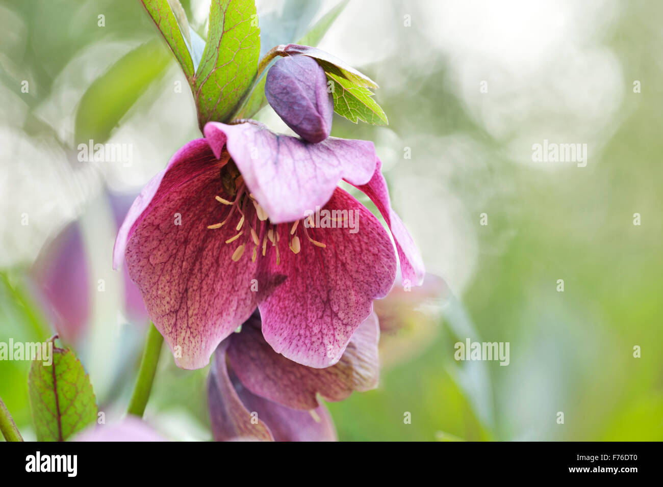 Hellebores orientalis fioritura in primavera Foto Stock