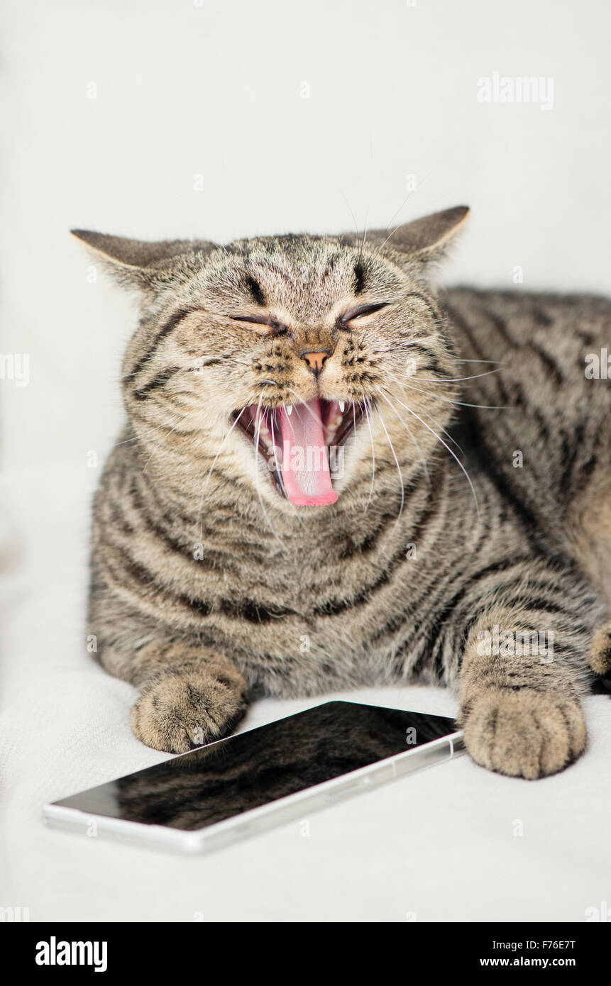 Gatto con telefono mobile rendendo divertente volto. Umorismo momento di comunicazione di pet. Foto Stock