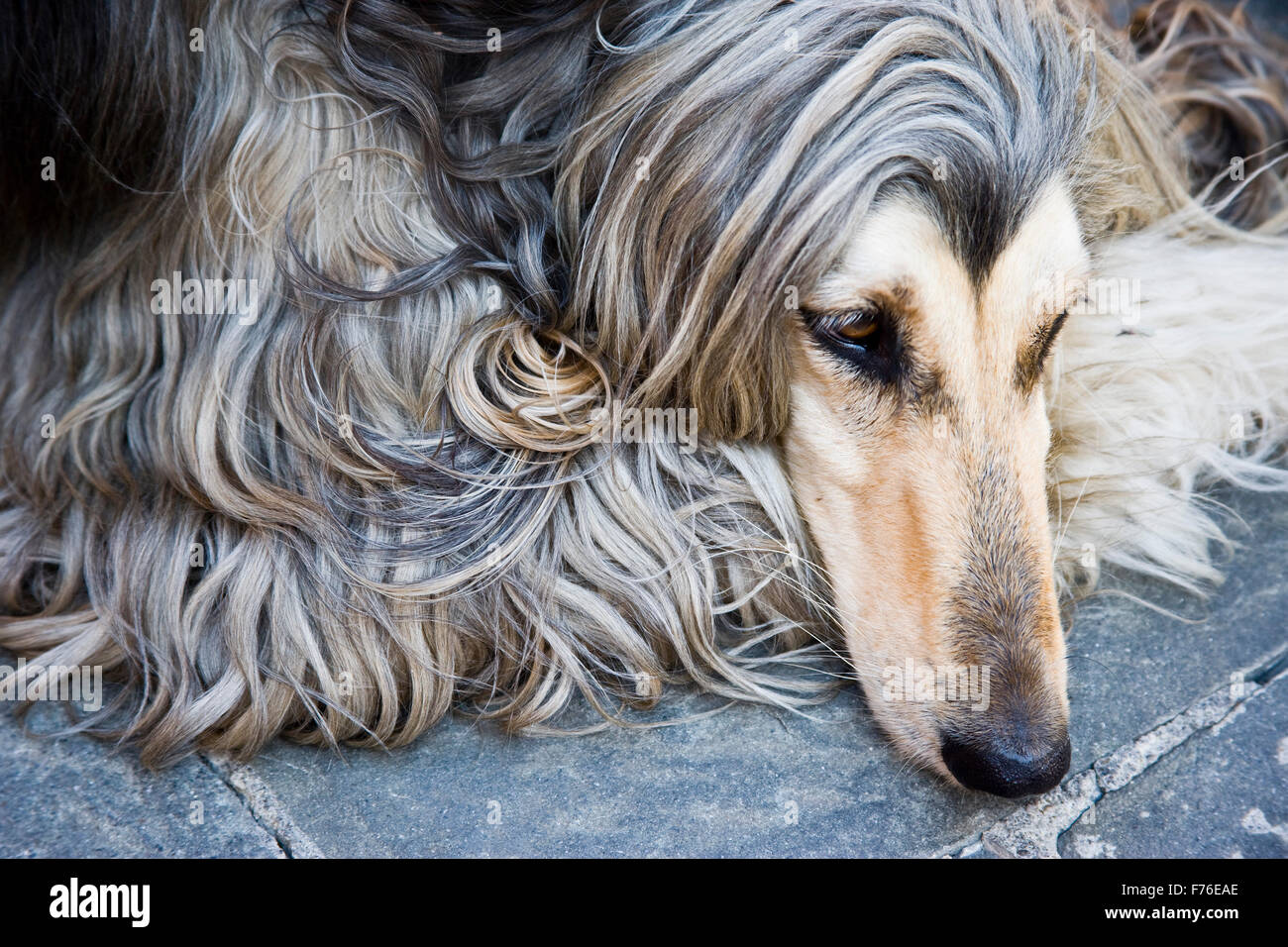 Cane afgano Foto Stock