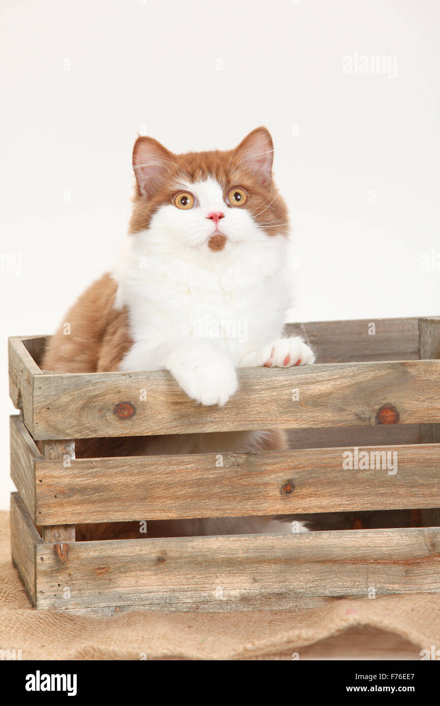 British Longhair Cat, Tomcat, cannella-bianco, 5 mesi|Britisch Langhaar, Kater, cannella-bianco, cannella-weiss, 5 Monate Foto Stock