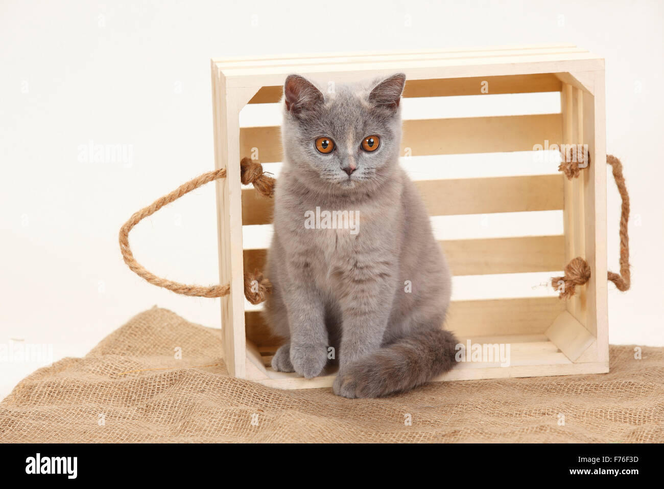 British Shorthair Cat, blu-tortie, 4 mesi|Britisch Kurzhaar, blu-tortie, 4 Monate Foto Stock