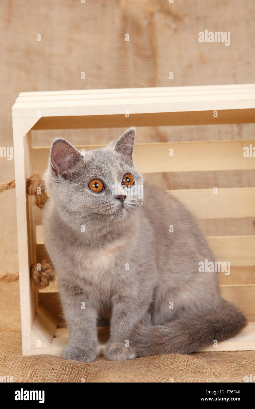 British Shorthair Cat, blu-tortie, 4 mesi|Britisch Kurzhaar, blu-tortie, 4 Monate Foto Stock