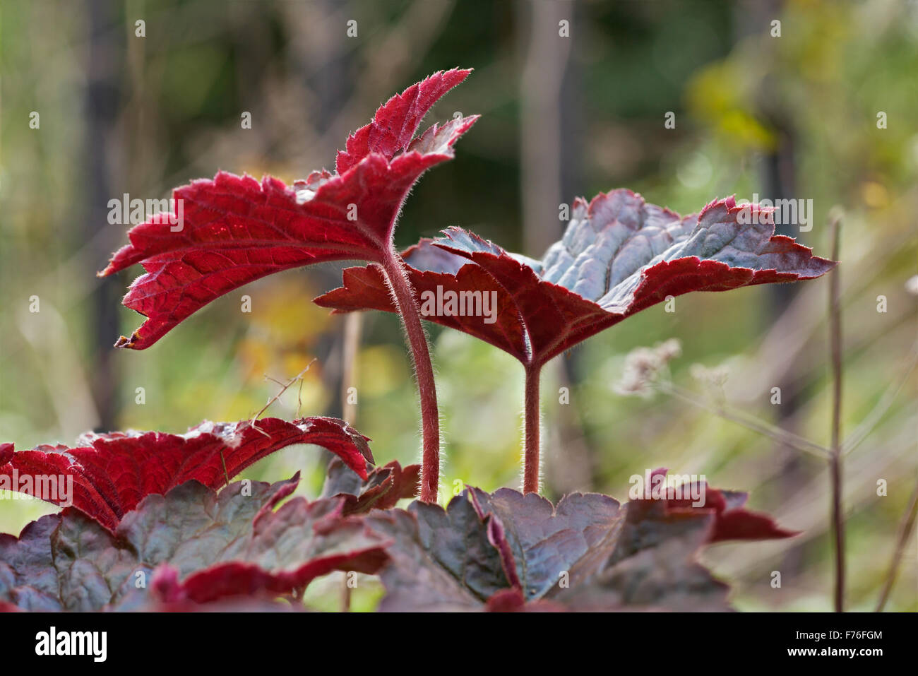 Heuchera micranta "Palazzo viola' Foto Stock