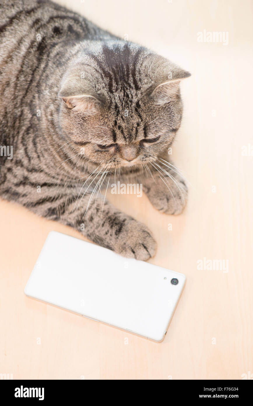 British Shorthair Gatto sdraiato appoggiato accanto al telefono cellulare. Foto Stock