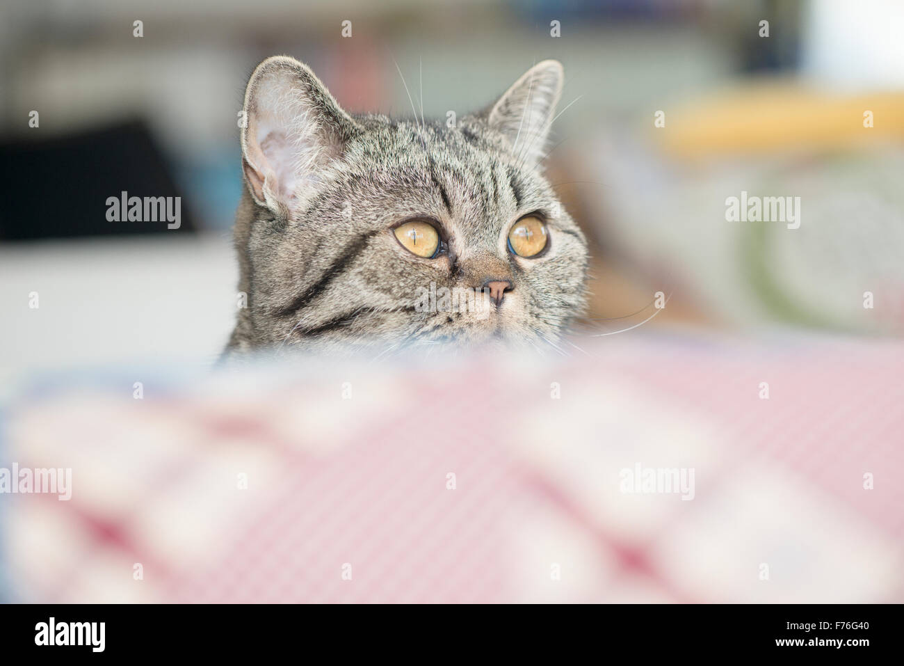 British Shorthair cat a casa che guarda lontano con curiosità. Foto Stock