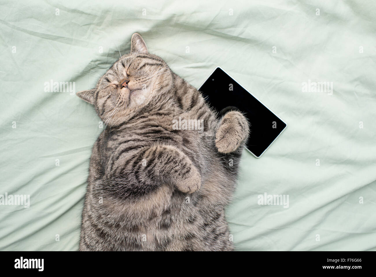British Shorthair Gatto sdraiato sulla sua schiena nel letto, appoggiato con gli occhi chiusi. Un telefono cellulare vicino al PET. Foto Stock