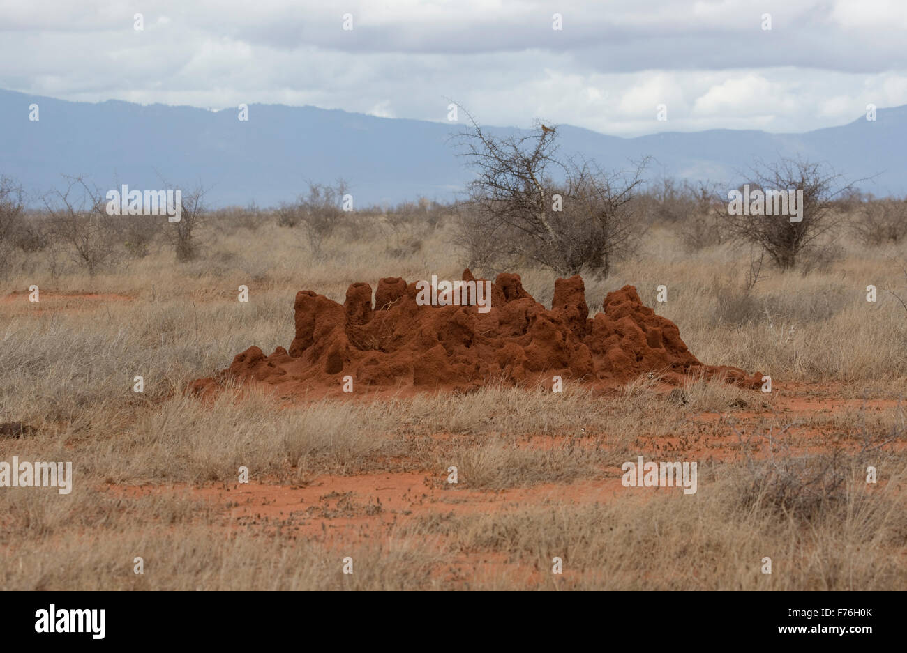 Termite hill parco nazionale orientale di Tsavo Kenya Foto Stock