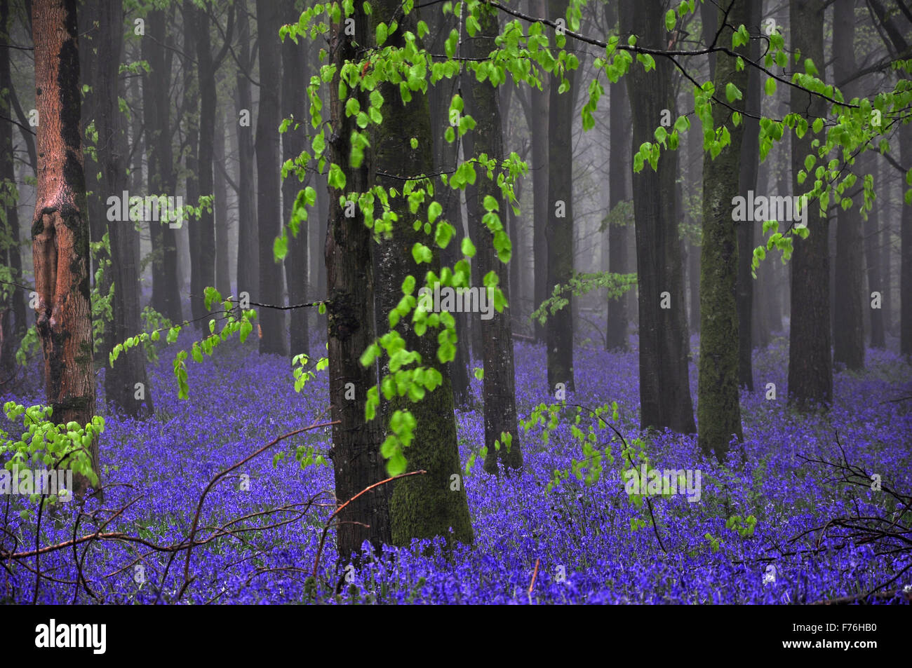 Bluebell wood in primavera Foto Stock