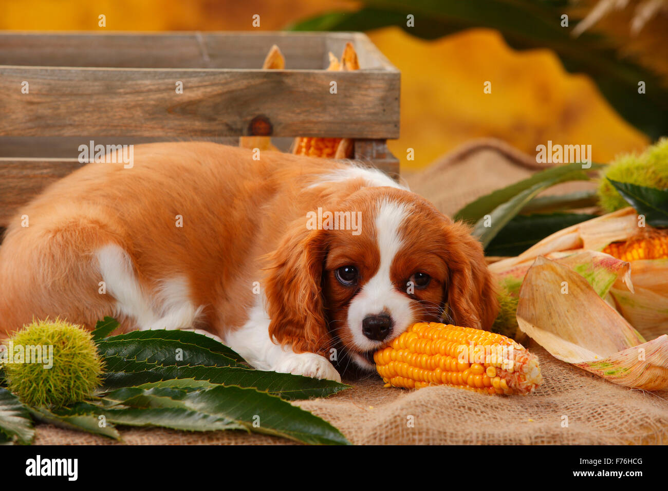 Cavalier King Charles Spaniel, cucciolo, blenheim, dieci settimane|Cavalier King Charles Spaniel, Welpe, Blenheim, 10 Wochen Foto Stock