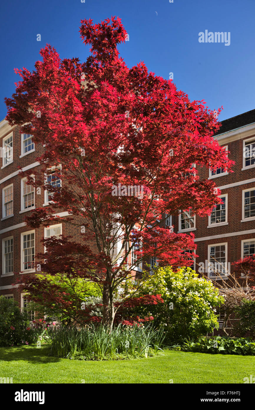 Rosso brillante Acer giapponese nella corte della pompa, tempio interno. Foto Stock