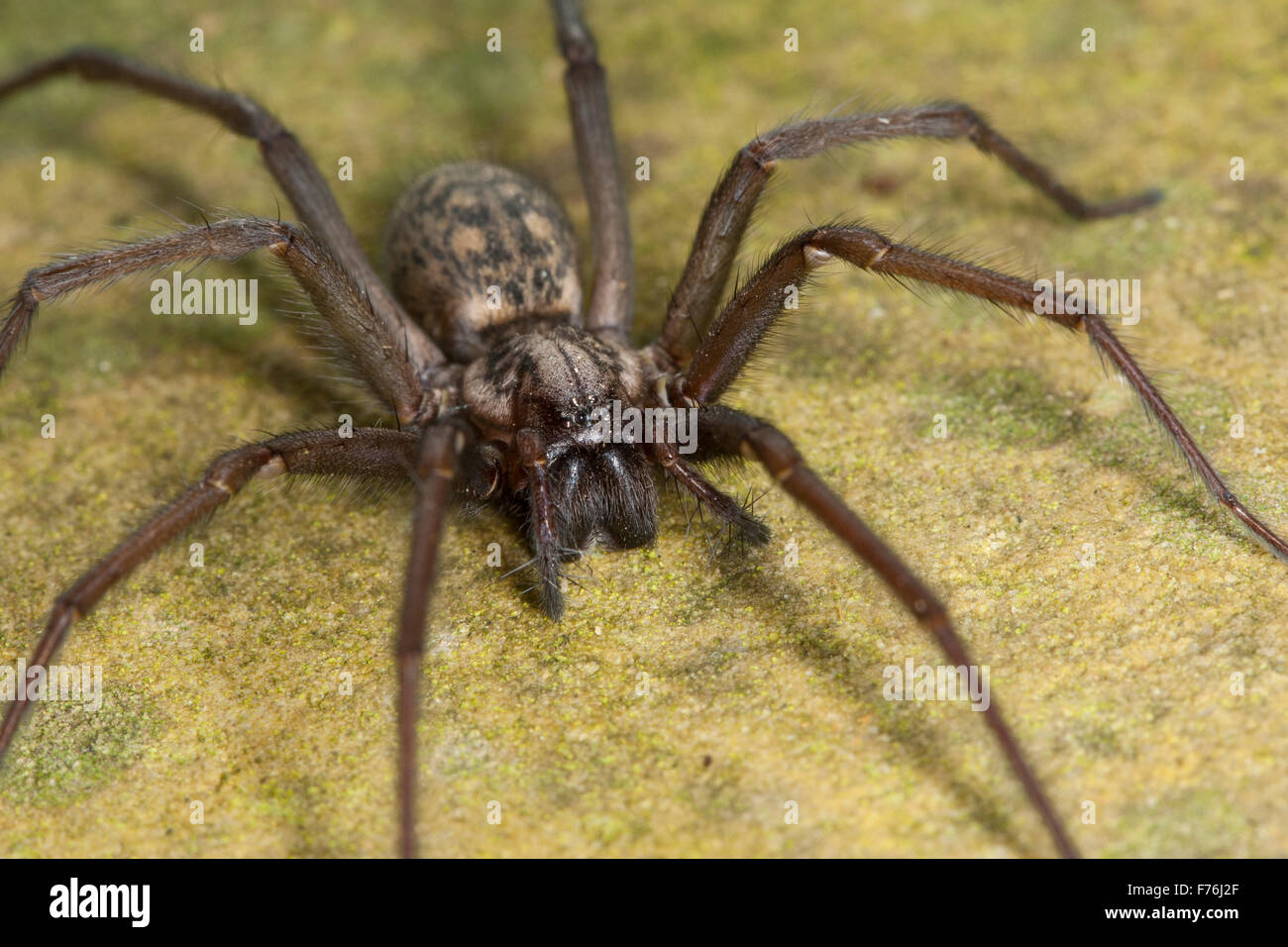 Giant casa europea spider, ragnatela spider, femmina, Hauswinkelspinne, Haus-Winkelspinne, Hausspinne, Weibchen, Tegenaria atrica Foto Stock