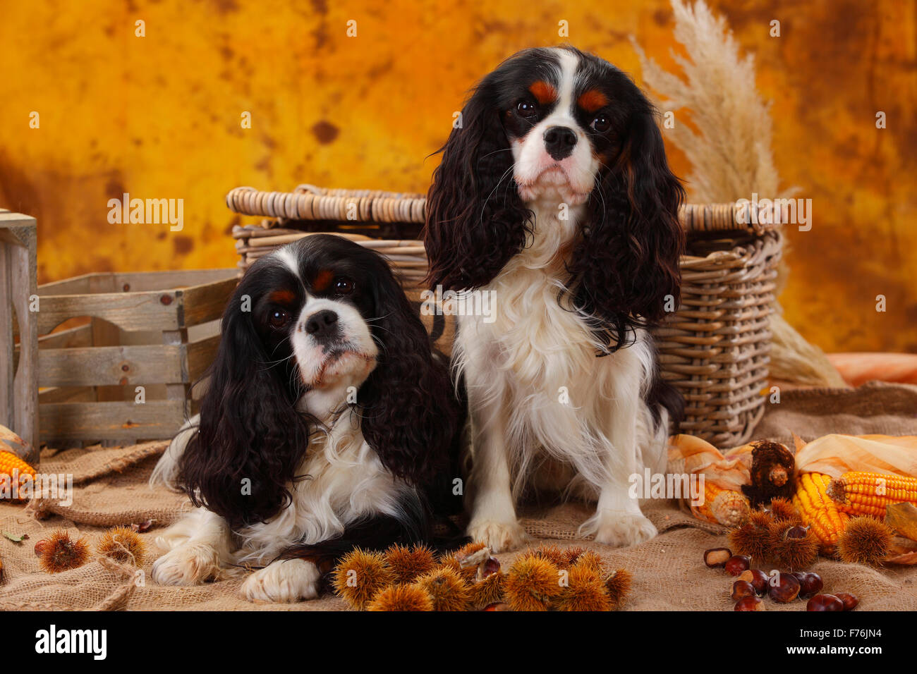Cavalier King Charles Spaniel, maschi, tricolore, 5 anni e 1 anno|Cavalier King Charles Spaniel, Rueden, tricolore, 5 Jahre onu Foto Stock