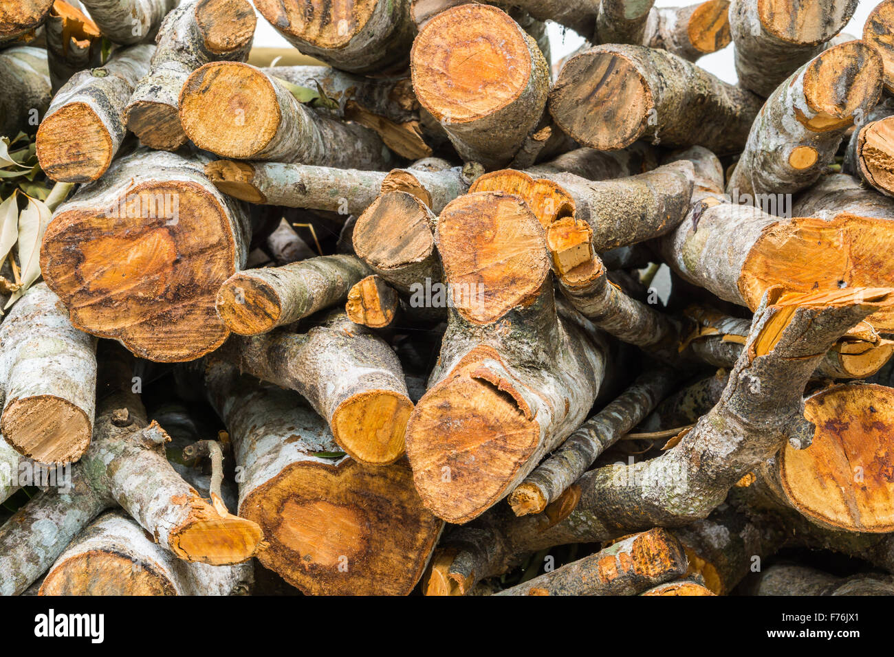 Catasta di legna da ardere, risorsa rinnovabile di energia Foto Stock