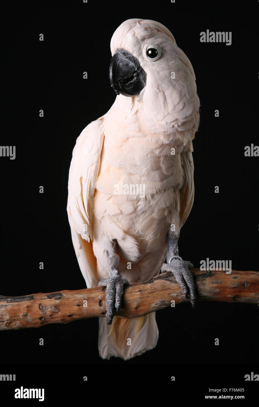 Maschio di salmone Molucche Crested Cacatua su un pesce persico del legno Foto Stock