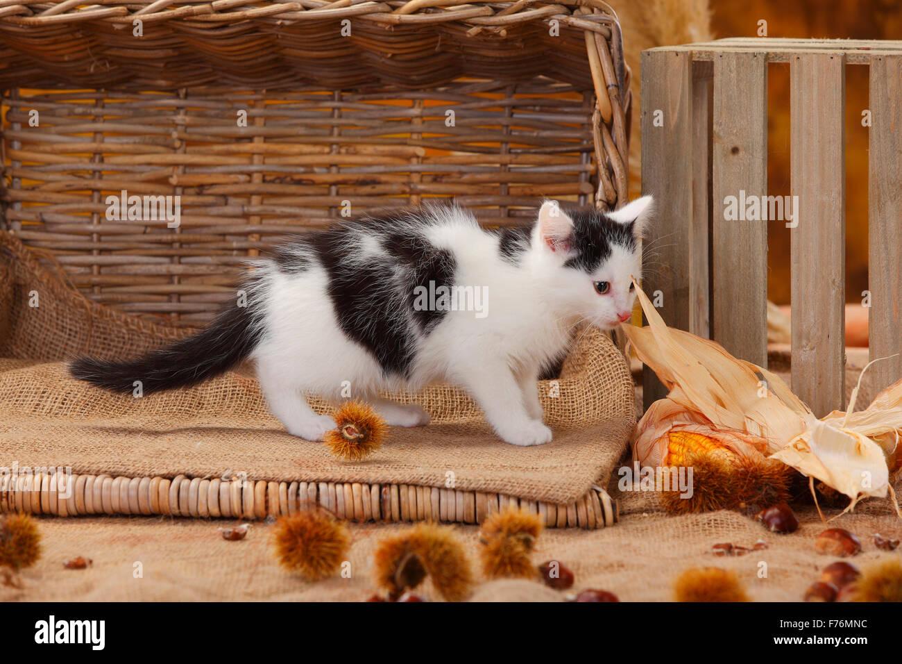 Il gatto domestico, gattino, 9 settimane|Hauskatze, Kaetzchen, 9 Wochen Foto Stock
