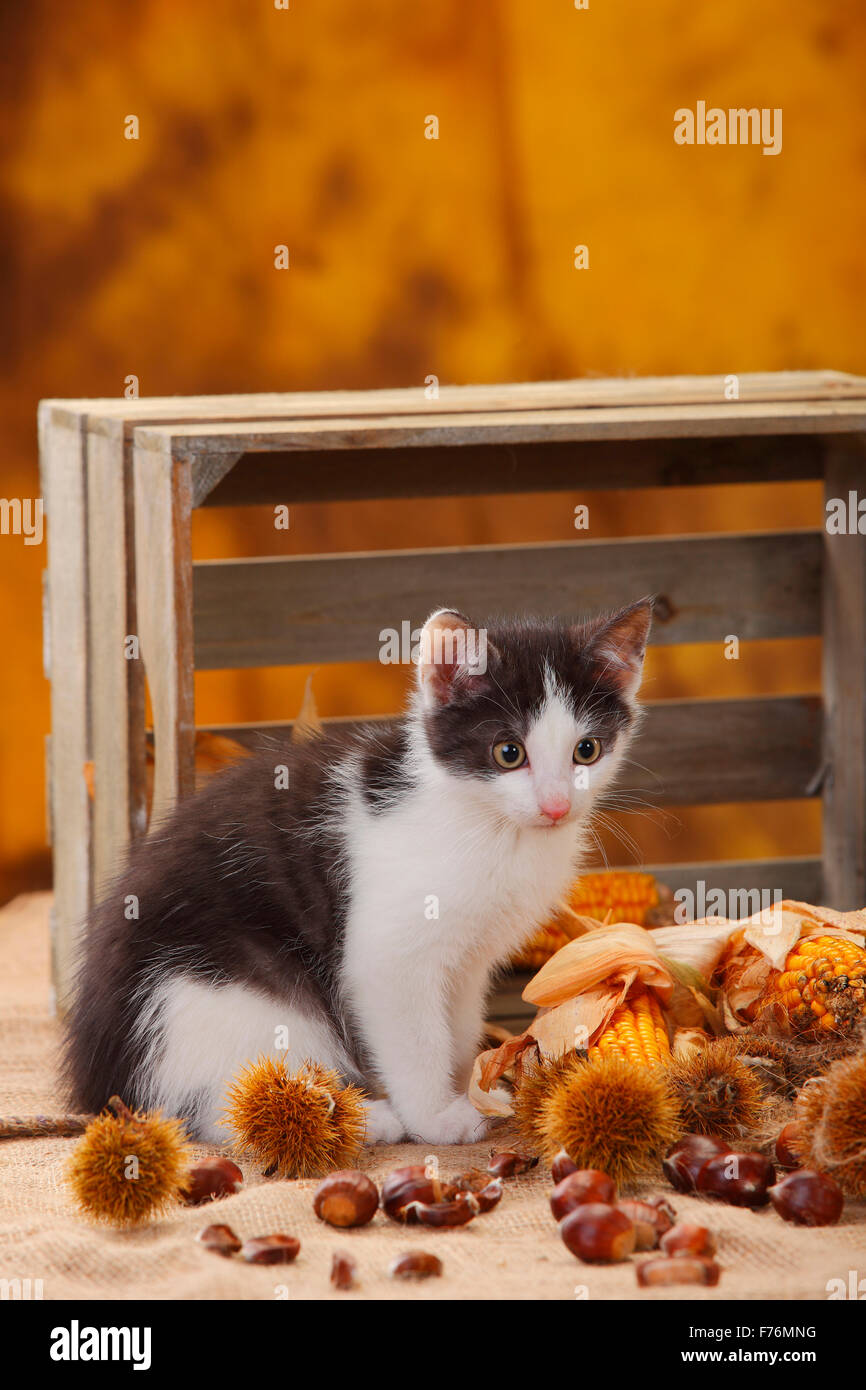 Il gatto domestico, gattino, 9 settimane|Hauskatze, Kaetzchen, 9 Wochen Foto Stock